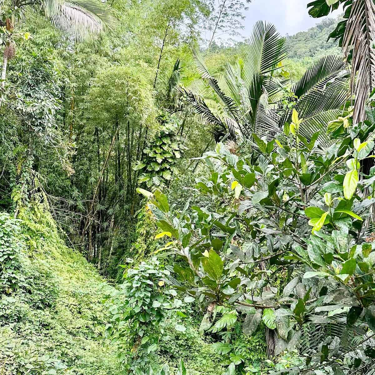 a puerto rico itinerary should include visiting el yunque rainforest