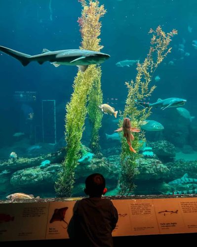 monterey bay aquarium is a great place to visit when in monterey with kids