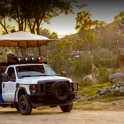 safari park in san diego